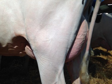 Monreal Udder