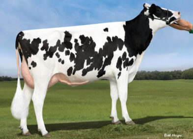 4th Dam: S-S-I Moonry Myesha 9071 VG85